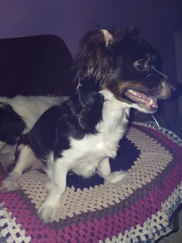 Bela