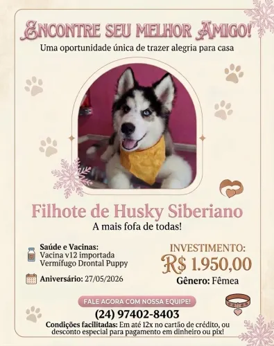 Husky Siberiano