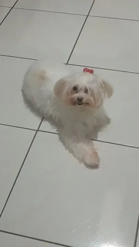 Procuro namorado