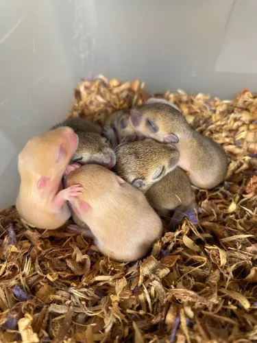 Filhotes de Gerbil/Esquilo da Mongólia 