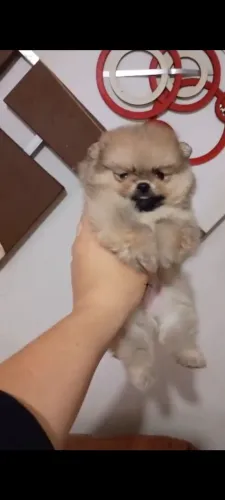 Spitz alemão macho ursinho