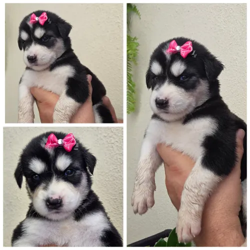 Husky siberiano filhotes excelente linhagem