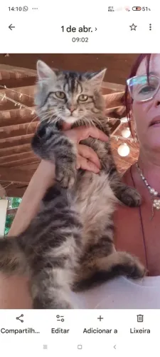 Filhote gato persa breader tabby