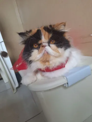 Vendo gata persa tricolor