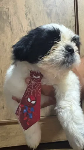 Lindo cachorro filhote da raça shitszu 