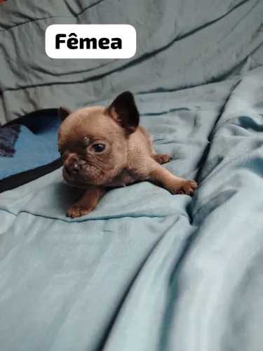 Filhotes de Bulldog francês