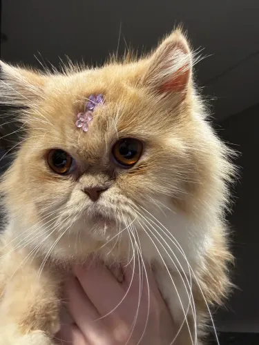 GATO PERSA FÊMEA