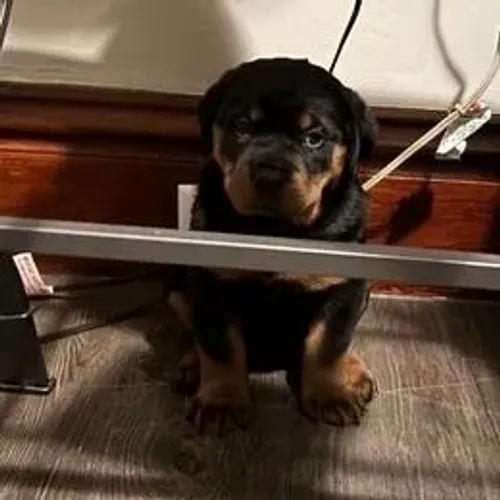 Rottweiler,Rottweiler Filhote Disponível Entrega Facilitada