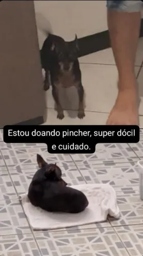 Doa se um pincher 