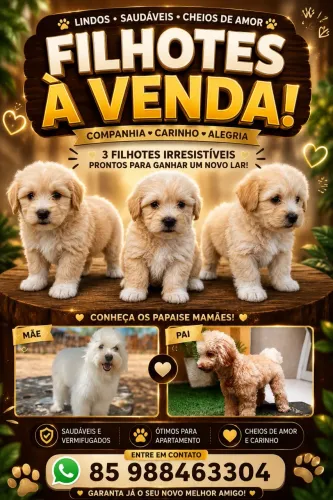 Podo toy machos e fêmea 500$