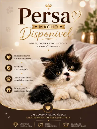 Persa filhote