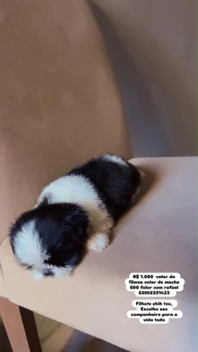 Filhote shih tzu