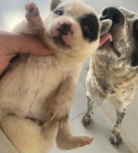 Filhotes de Blue Heeler 