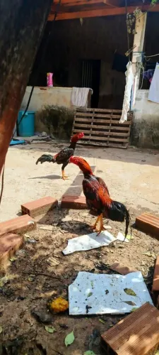 Galo índio Raça pura