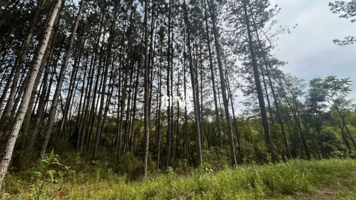 Terreno para chácara com Pinus de 20 anos Agudos do Sul