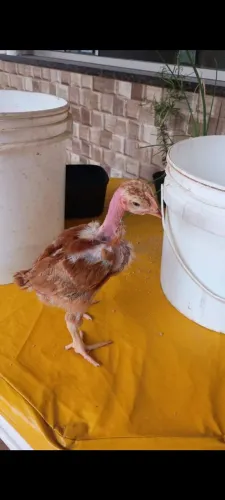 Pintinhos pescoço pelado