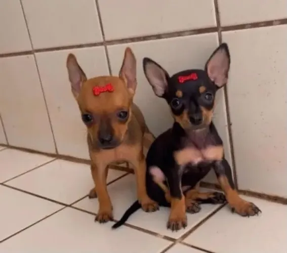 Filhote de pinscher zero  macho vacinado e vermifugado 