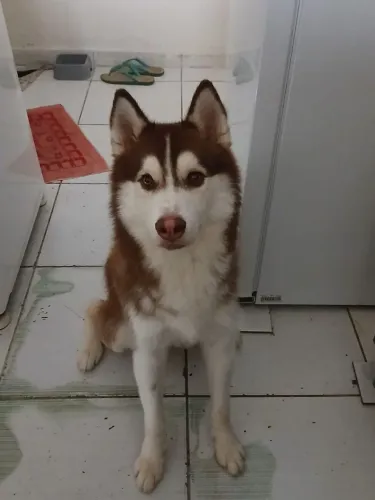 Husky