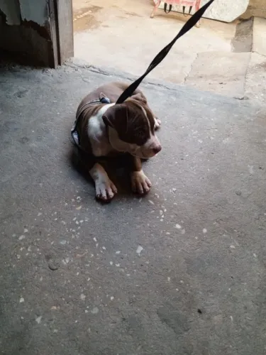 Filhote fêmea de Pit Monster