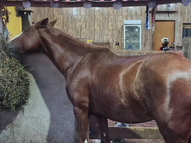 Cavalo Manga Larga Paulista