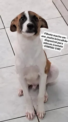 Cachorro docil e brincalhao de um ano castrado,vacinado,vermifugado disponivel para adocao