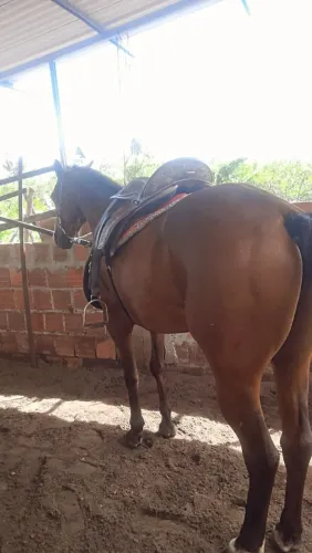 Cavalo a venda