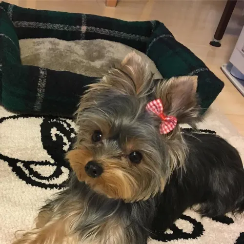 Yorkshire Seu futuro pet pode estar nesta foto