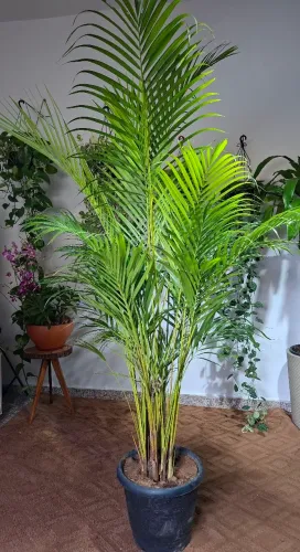 Palmeira areca bambu 