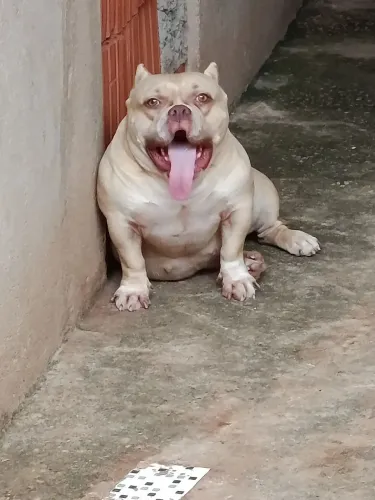 Vendo American Bully filhote