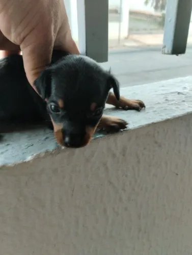 Pinscher macho