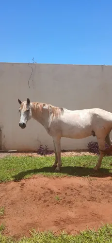 Cavalo castrado domado
