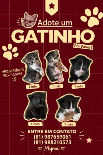 Gatinhos filhotes para adoção responsável 