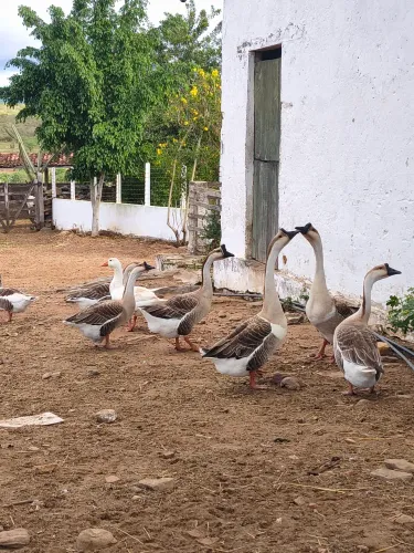 Gansos Africanos e Comuns - Casais Disponíveis