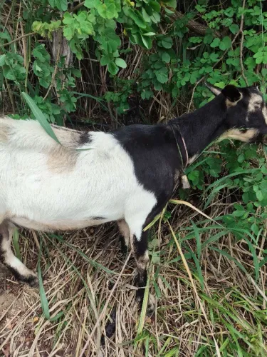 Cabras jovens 