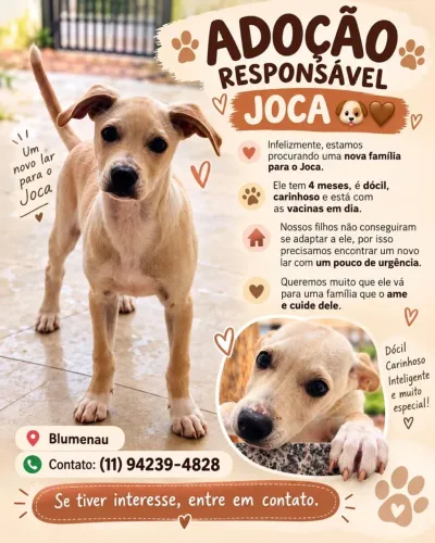 Doação de cachorro