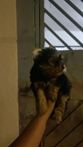 Filhote Yorkshire terrier, Cãopanheiros Perfeitos Para Todas as Horas!