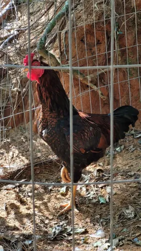Galo a venda