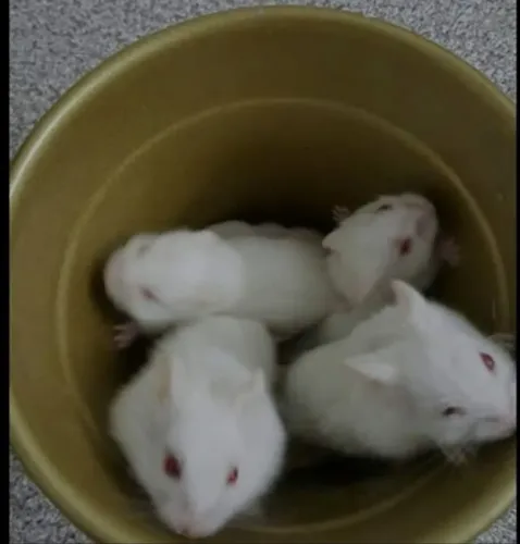 Hamster Sírio filhote Jundiaí 