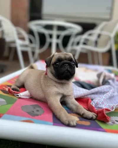 Pug enviamos para outros estados