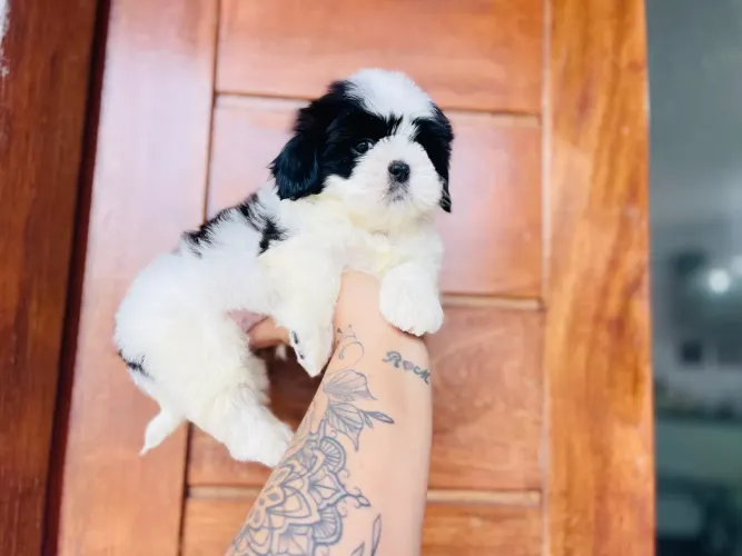 Perfeição em machinho Mini Shih tzu com pedigree