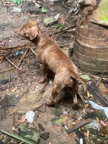 Vendo filhote de pitbul rajada 6 meses de vida 