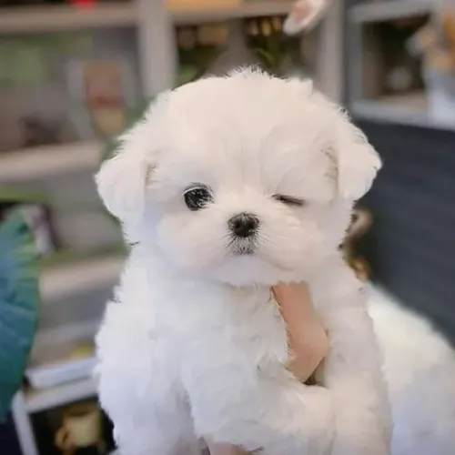 Filhote de Poodle Branco Super Carinhoso