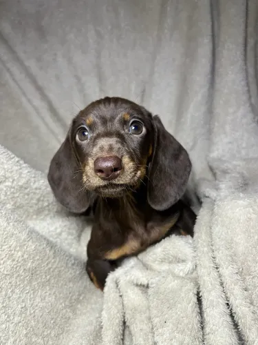 Dachshund fêmea chocolate