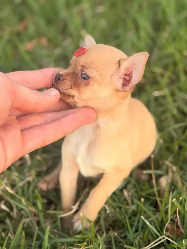 Chihuahua fêmea 