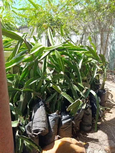 Mudas de Pitayas enxertadas Pronta entrega