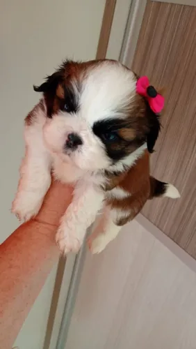Mini shih tzu