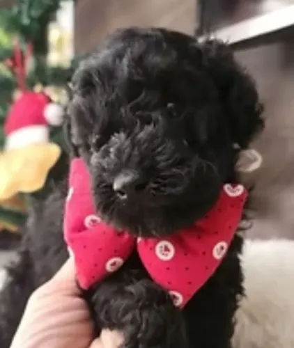 Poodle mini preto macho 