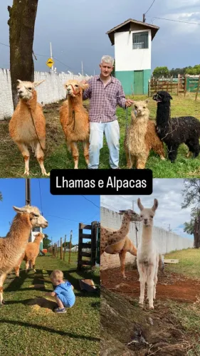 Lhamas e Alpacas