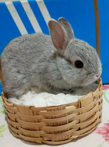 Vendo coelho anão macho
