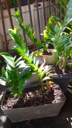 Mudas de plantas ornamentais